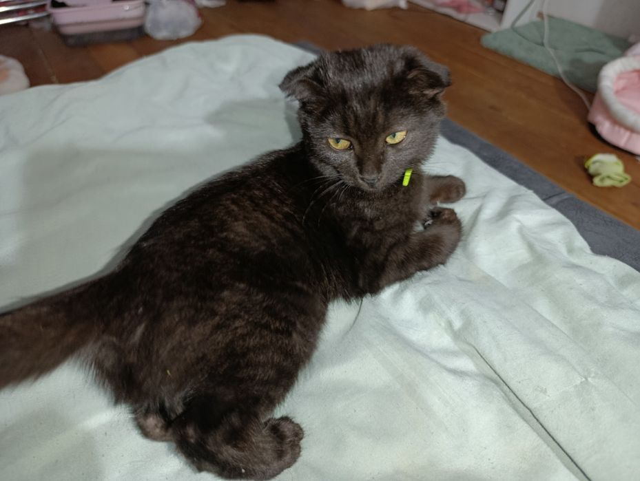 СРОЧНО Вислоухий котёнок в самые добрые любящие руки