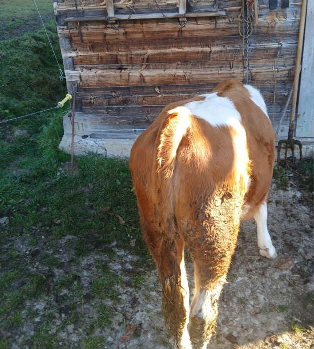 Vand vitea baltata romaneasca