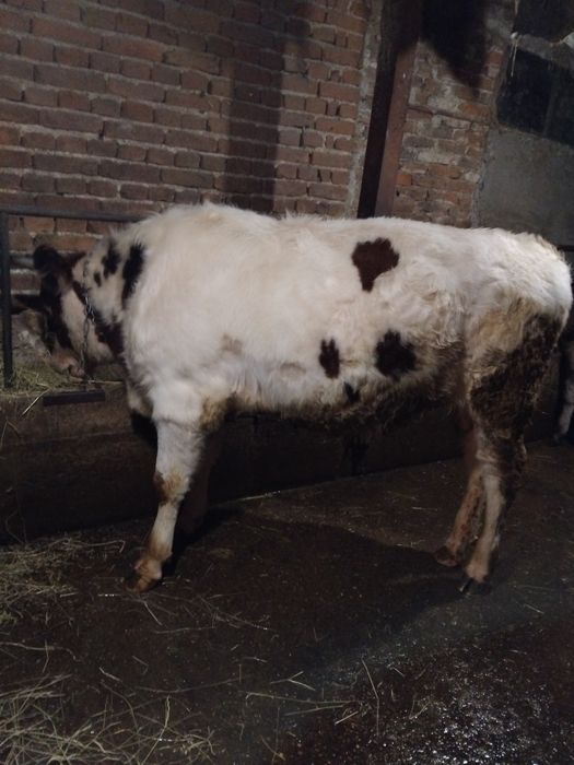 Продавам две телета гледани на яса