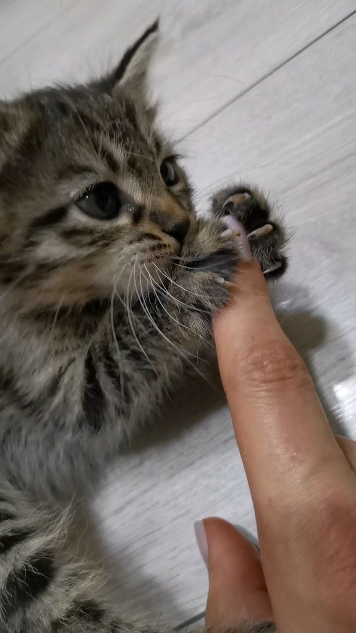 Котята в хорошие добрые руки