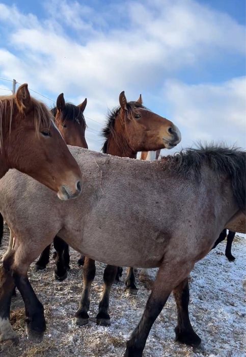 Продам лошадей кобыл жеребых и с жеребятами