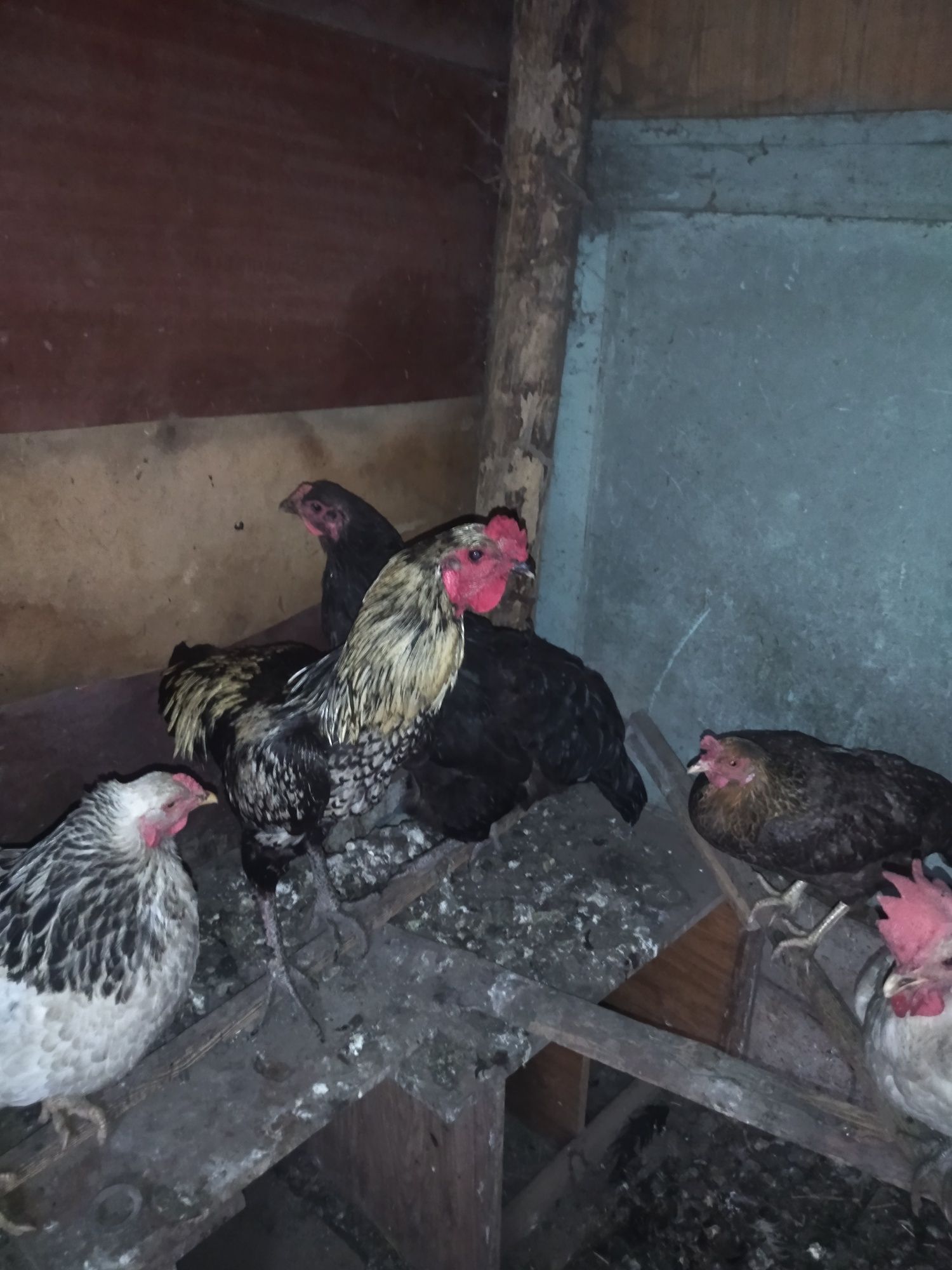 Продам кур домашние несутся. Разных пород