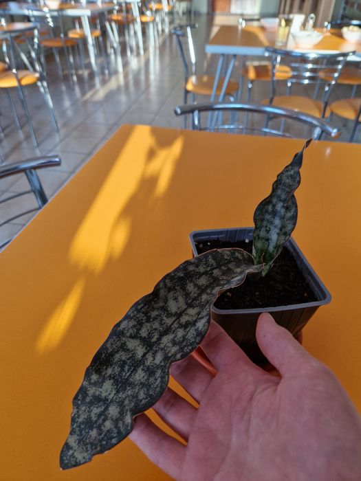 Комнатное растение