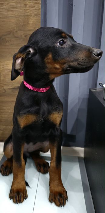 Бебета добермани