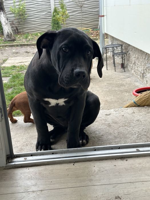 Femela Presa Canario