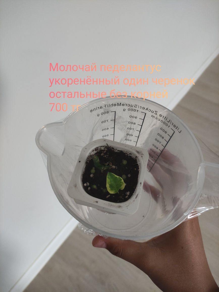 Комнатные растения