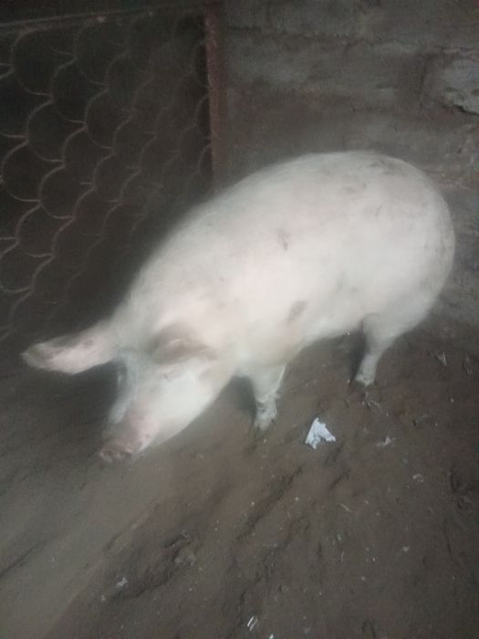 Продам свиноматок два года.