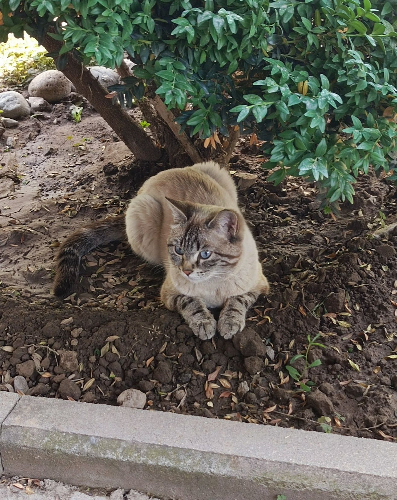 Кошечка ищет любящюю семью