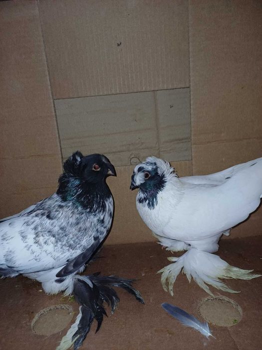 Jucatori de Botosani si Infoiati