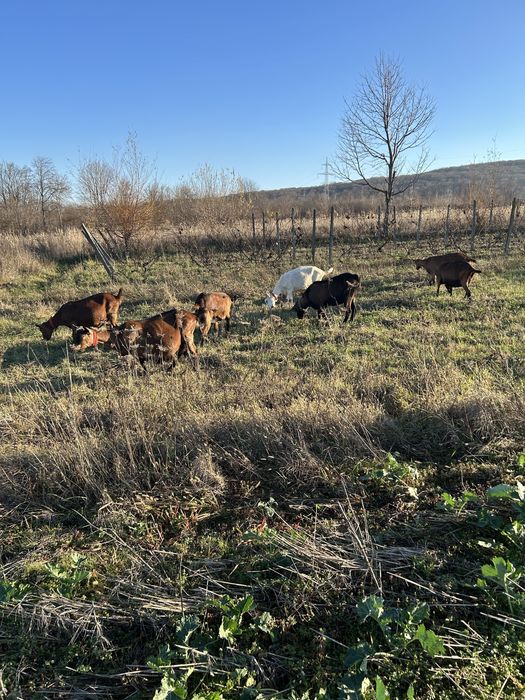 Capre de rasa de vanzare