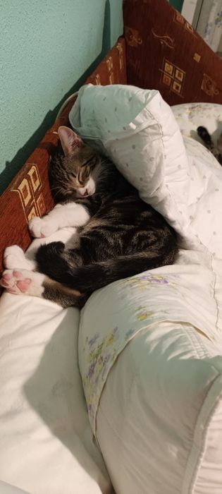 Pisicut pentru adoptie.