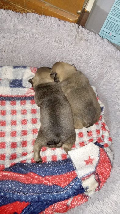 Готовы к брони щенки  французский бульдог