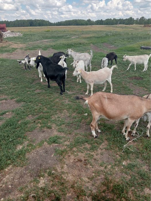 Козы Альпийской и Зааненской породы!