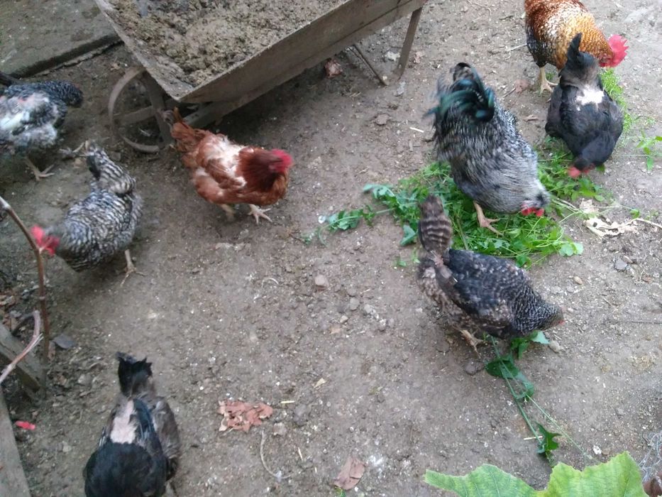 Gaini si cocosi de vinzare.