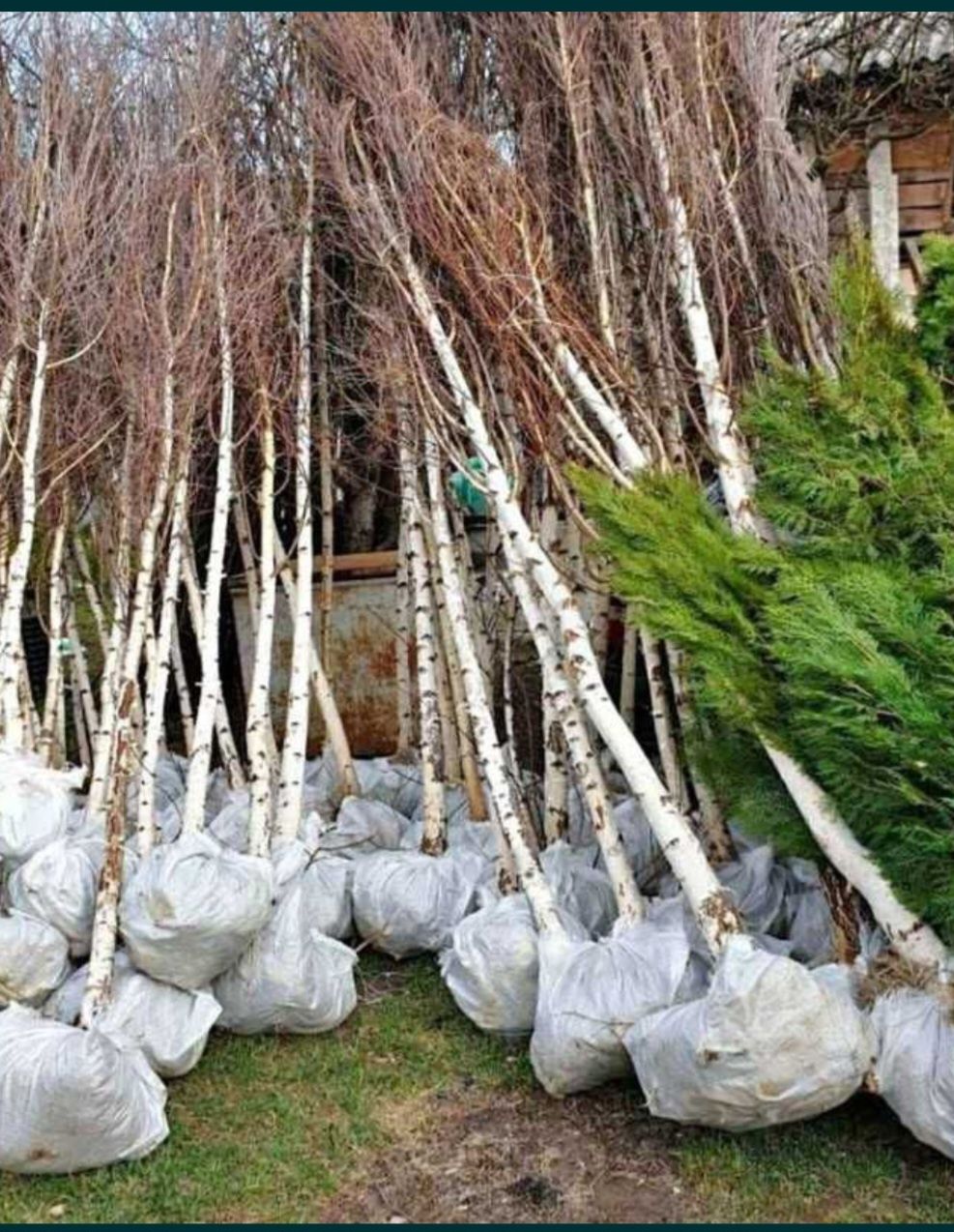 Mestecan și tei ofertă de toamna