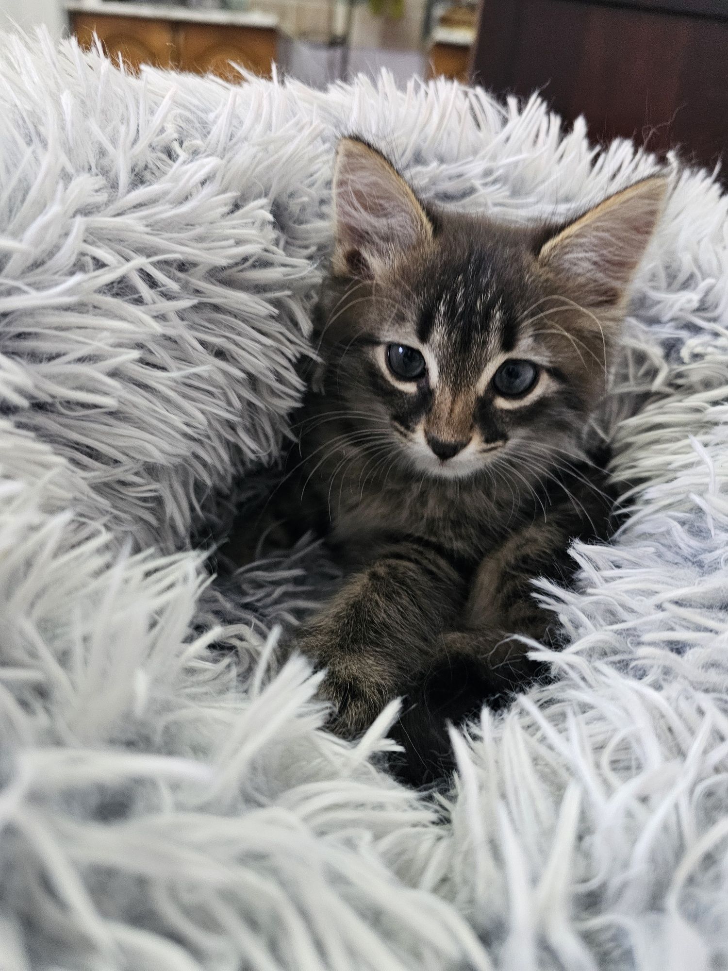Котята девочки лапочки.