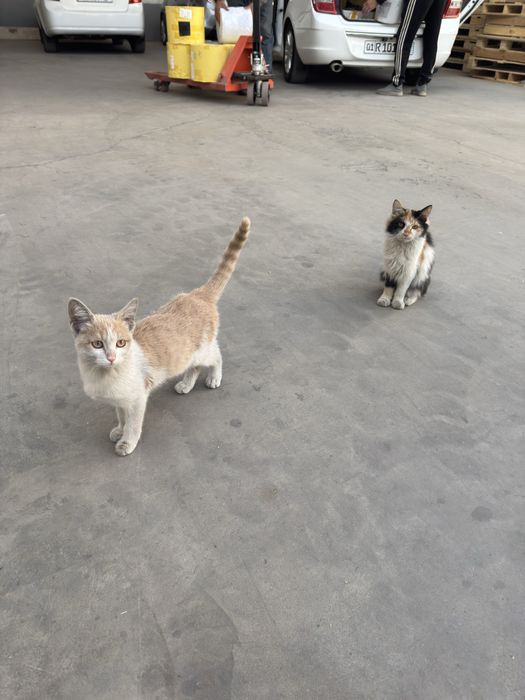 Mushuk кошка tekin
