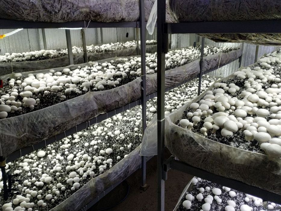 Енг даромадли бизнесни ургатамиз шампиньон кузикорин бизнеси