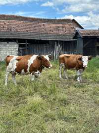 Vaci Holstein Red