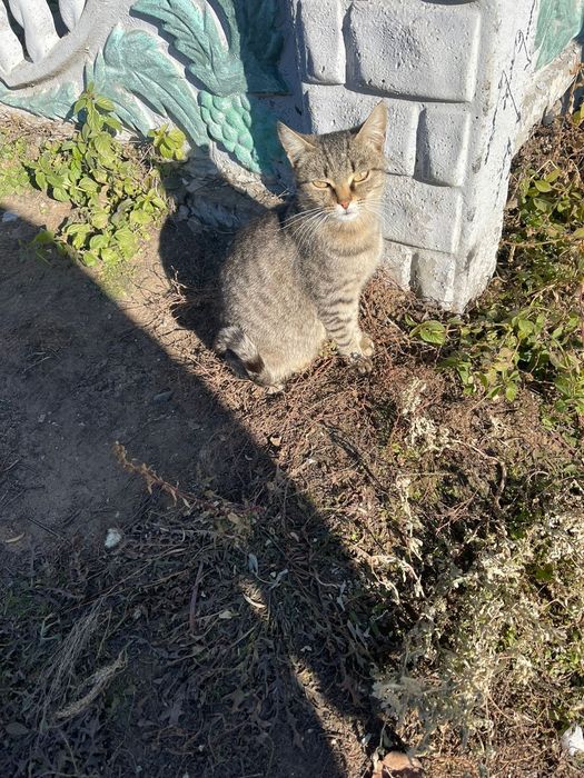 Отдам в добрые руки