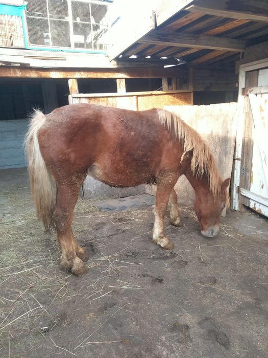 Продам жеребчик 2 годовалый.