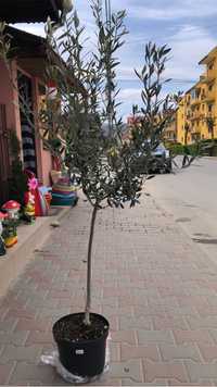 Copac măslin/Măslin la ghiveci/planta măslin.TRIMITEM ORIUNDE IN ȚARA