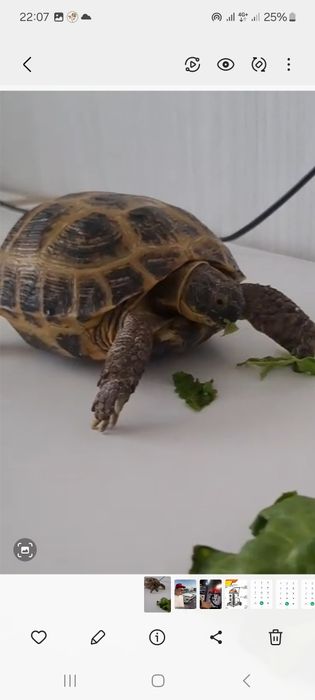 Черепаха сухопутная