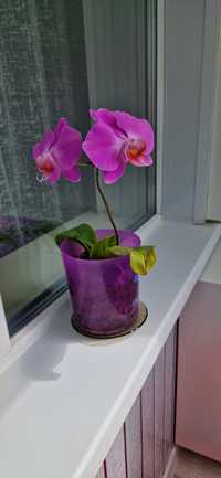 Недорого цветы орхидеи комнатные