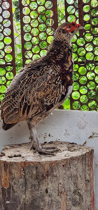Femela fazani comuni