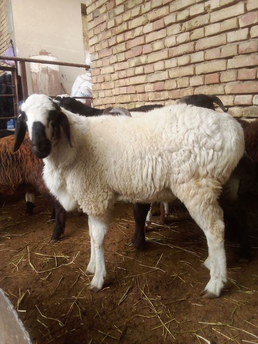 Коракулок кучкорча сотилади