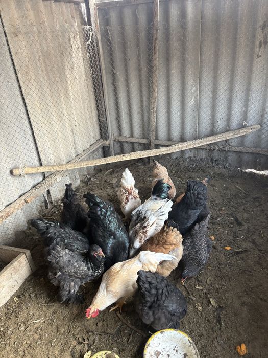 Тауық сатылады брама да бар