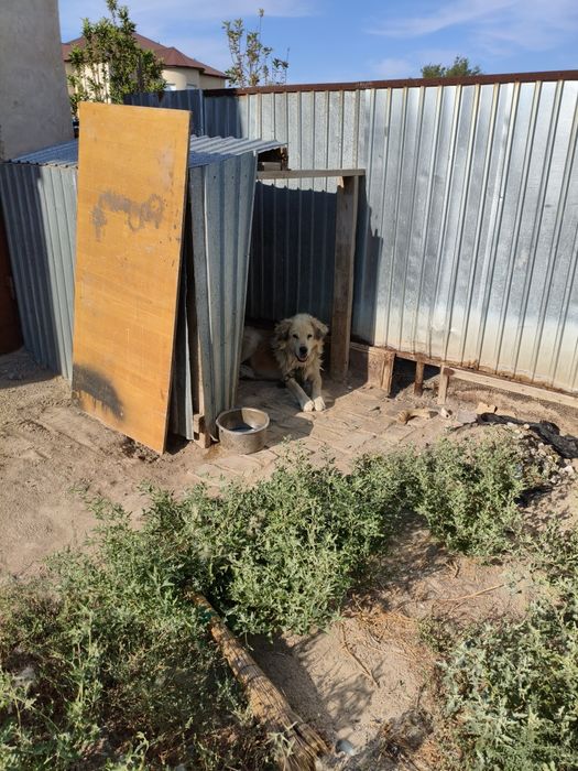 Отдам в хорошие руки собаку