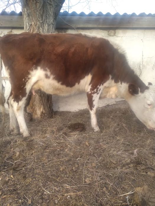 Корова белоголовая