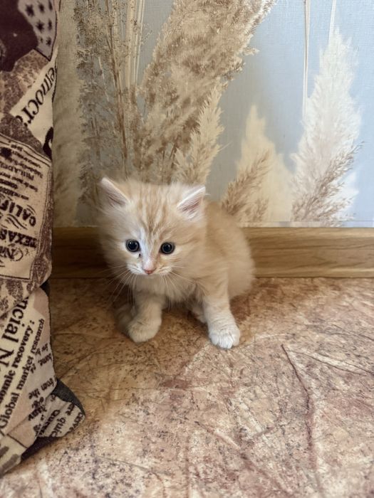 отдам котят в хорошие руки