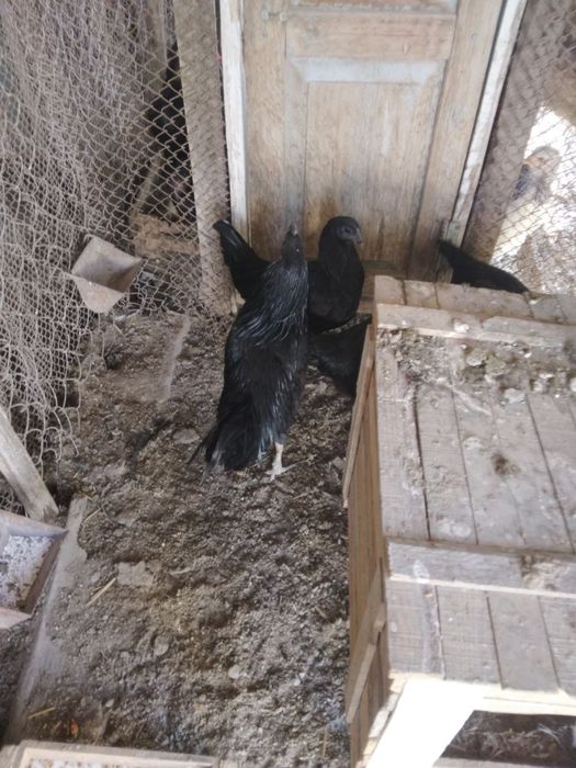 Mokiyon tovuq sotiladi