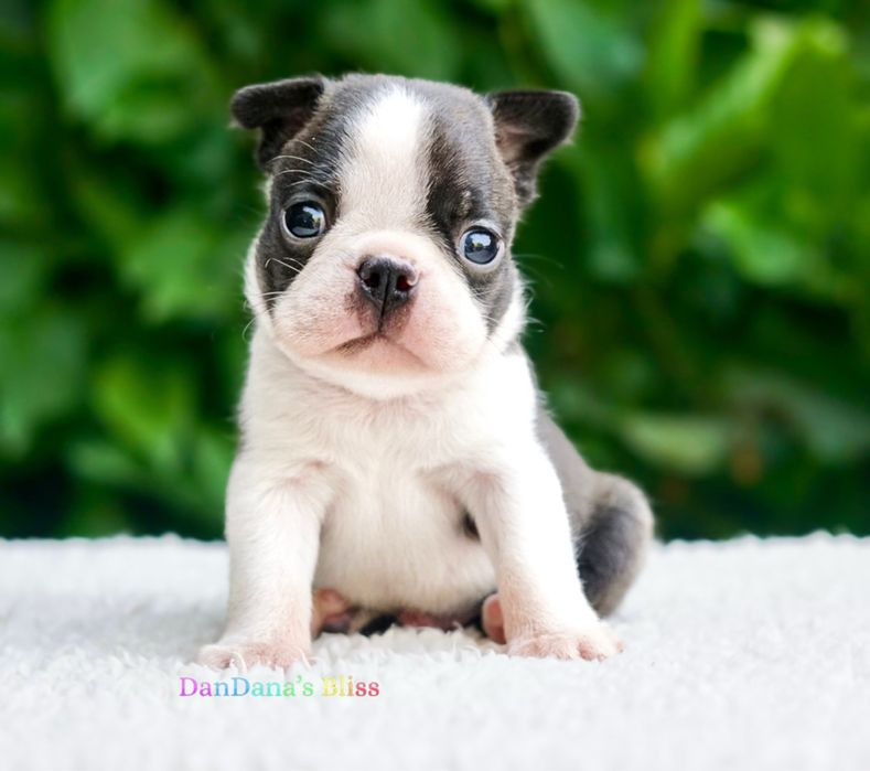 Baietel boston terrier cu pedigree