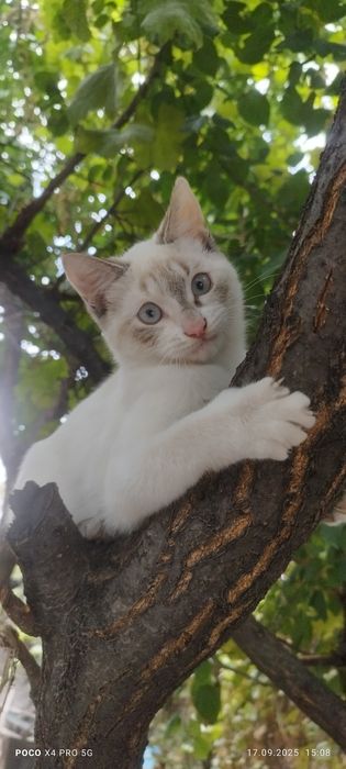 Отдам бесплатно кошечку!и кота!
