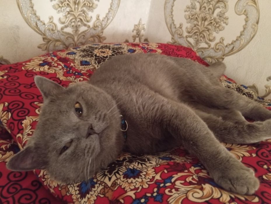 Britanskiy Mushuk sotiladi