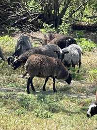 Романовски овце и мъжки агнета.