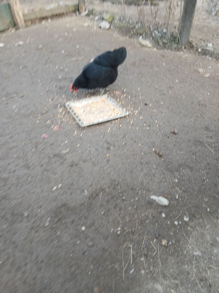 Vând ouă și pui austrolorp. Mai multe detalii la telefon.