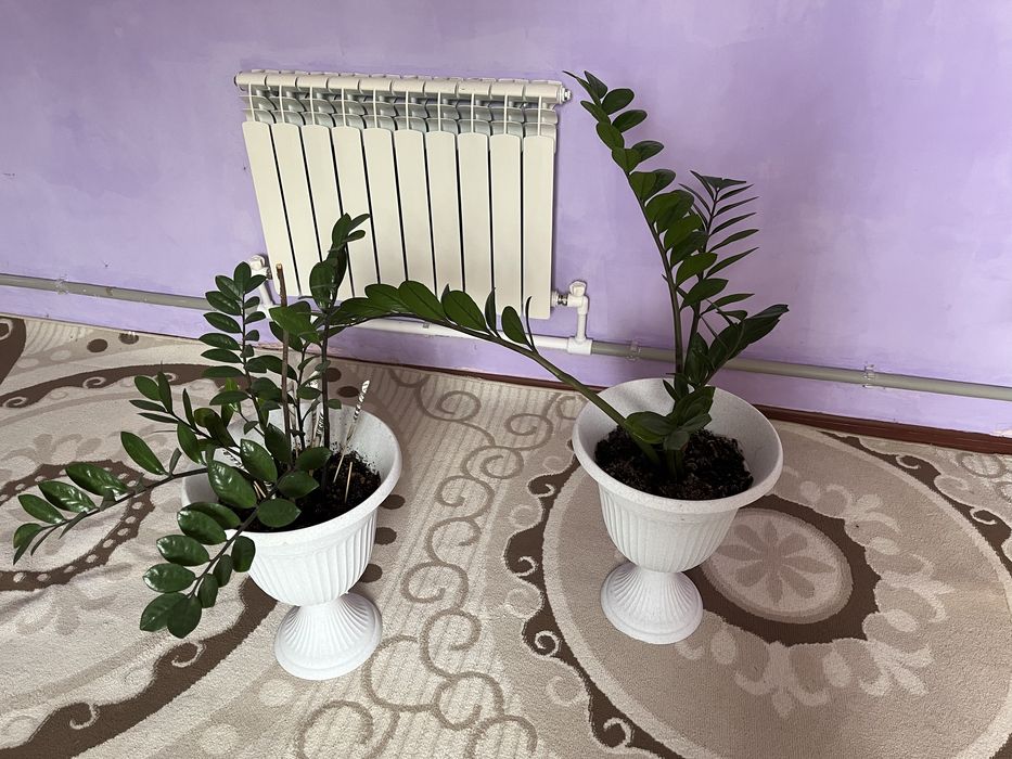 Цветок долларовый, комнатный