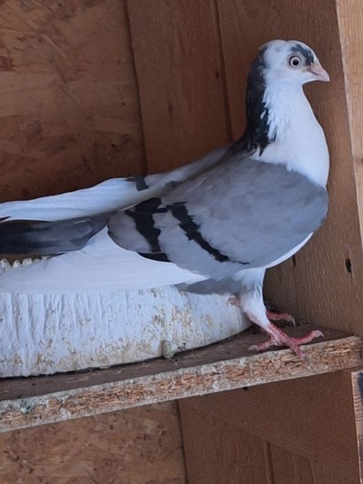 Porumbei Galateni de joc