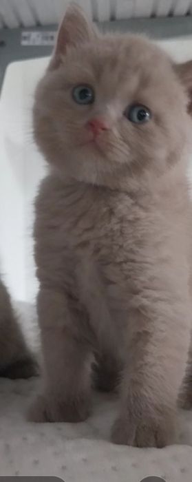 Pisici britisch shorthair