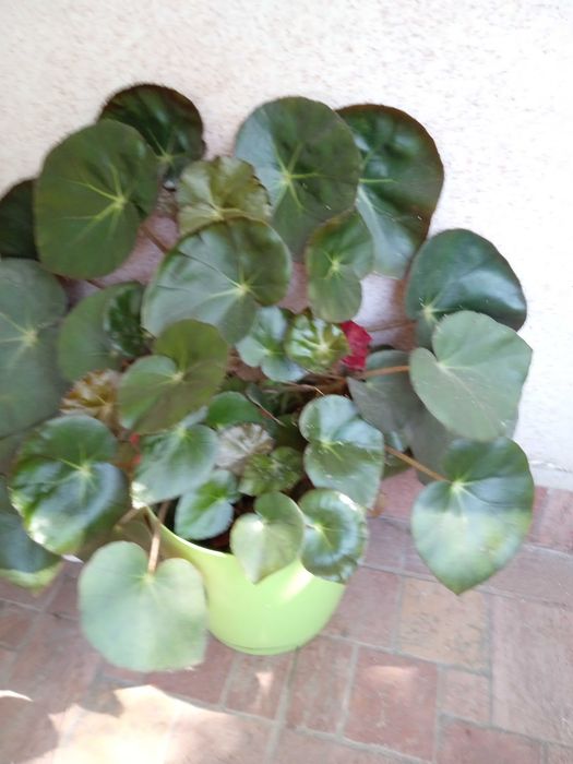 Стайно растение бегония