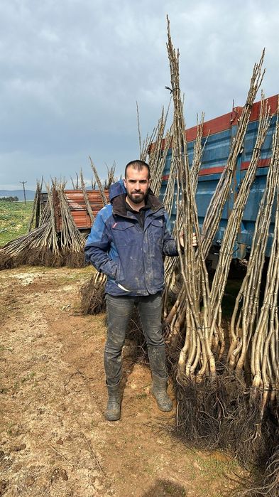 Aluni soiuri.Nuci altoiti Chandler Cires.Prun.Aronia.Afin.Migdal>RO.UE