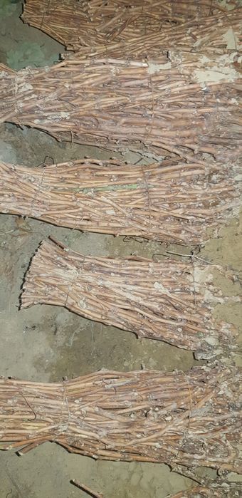 Butasi vita de vie și pomi fructiferi