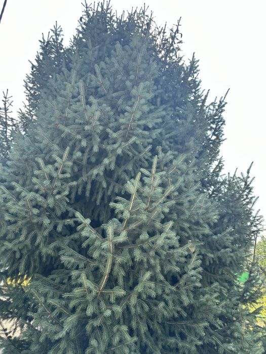 Елки Ель, таньшаньские ели