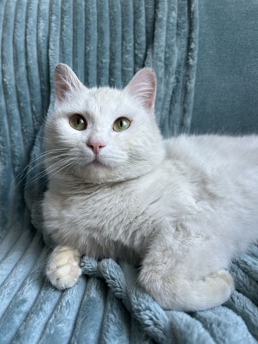 Кошка котенок белая стерилизованная бесплатно