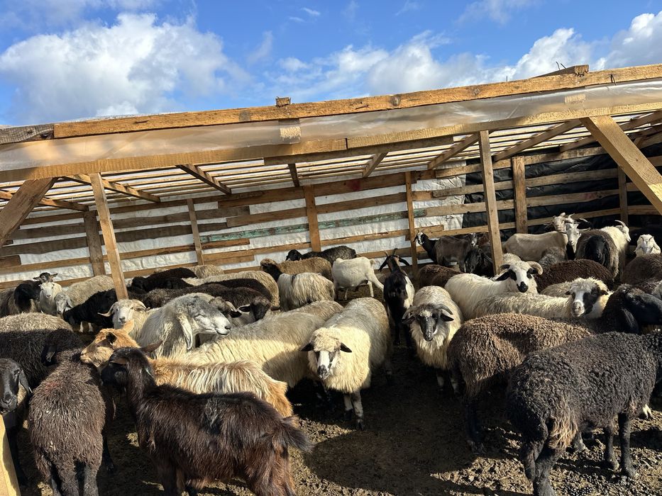 Vand 230de oi si 10berbeci