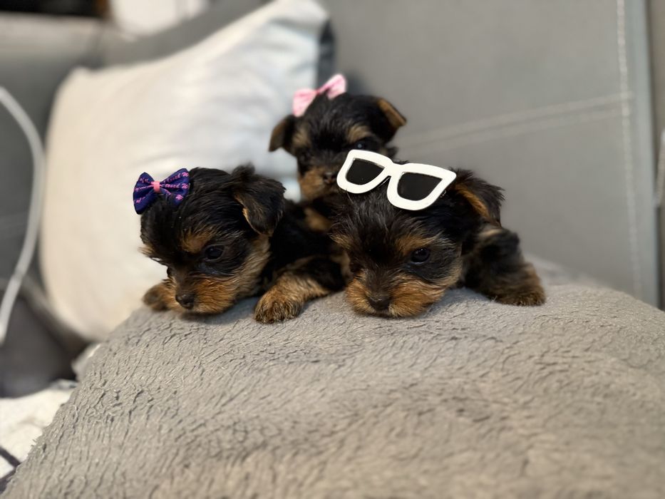 Йорки/Йоркширски териер